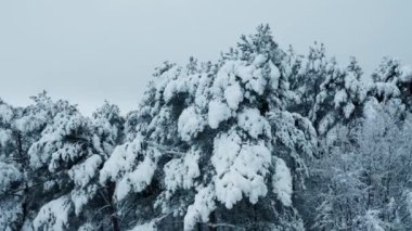 Drone görüntüleri kar ağaçları, kış doğasını güzel Avrupa hava manzarasını çam ormanlarını seyahat sezonunu beyaz donmuş doğayı kaplıyor.