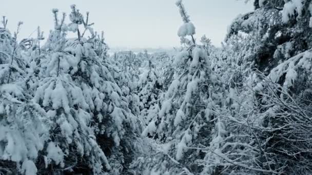 Drone footage arbres enneigés, hiver nature belle Europe vue aérienne pinède, saison de voyage blanc nature gelée — Video