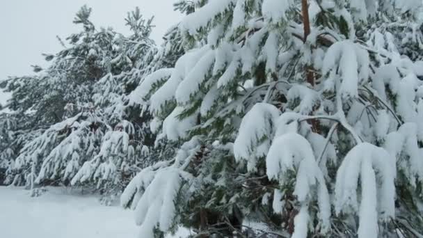 Première neige tombe dans la forêt. Il y a de la neige duveteuse sur les branches. beau paysage d'hiver. — Video