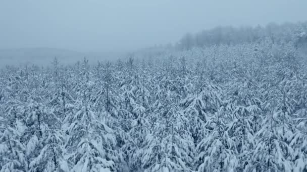 Arbres couverts de neige dans la forêt avec brouillard, images d'hiver de vue aérienne — Video