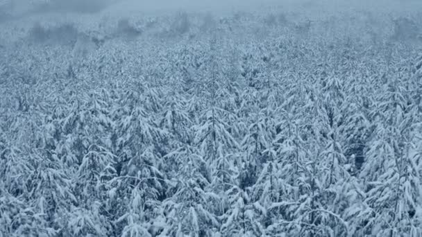 Arbres couverts de neige dans la forêt avec brouillard, images d'hiver de vue aérienne — Video