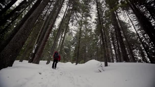Nevicate nella foresta. uomo con uno zaino nella foresta innevata inverno.Turismo inverno.Passeggiate nella foresta invernale. — Video Stock