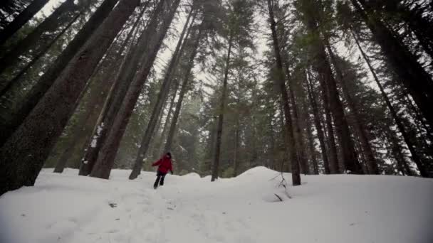 Chute de neige dans la forêt. homme avec un sac à dos dans la forêt enneigée d'hiver.Tourisme d'hiver.Promenades dans la forêt d'hiver. — Video