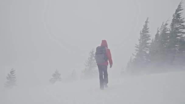 Az ember hóviharban sétál. veszélyes turizmus — Stock videók