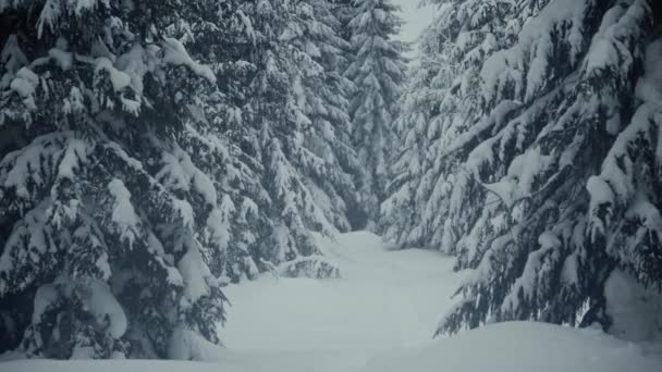 전나무 가지에 내린 아름다운 눈. 겨울 화면 보호기 — 비디오
