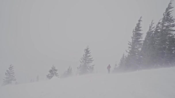 Snow Falling Against a Forest Taustaa Puut lumisade Winter — kuvapankkivideo