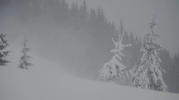 Flocos de neve caindo na floresta de pinheiros, tempo perigoso nas montanhas. tempestade de neve — Vídeo de Stock