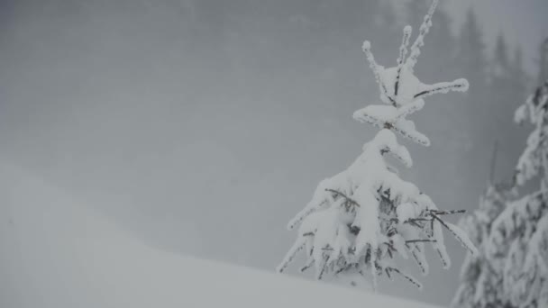 Sneeuwstorm in de bergen, epische harde wind in de winter, poolweer. blazen wind en poeder sneeuw, de winter. ecologie, sneeuwwinter — Stockvideo