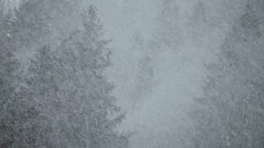 Kışın yağan ağaçların arka planında kar yağıyor.