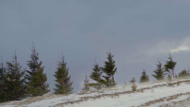 Zimní krajina v horách, zasněžené stromy a borovice se ohýbají před větrem, sněží, varování před bouří pro rekreanty.