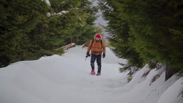 冬季旅游摄影师。在冬天的森林里散步. — 图库视频影像