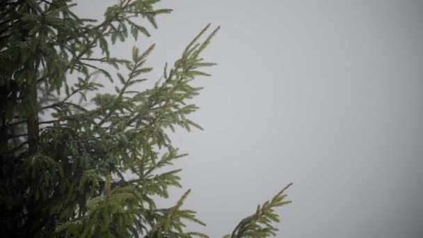 Dennenbomen takken in een winterpark tijdens een sneeuwval. — Stockvideo