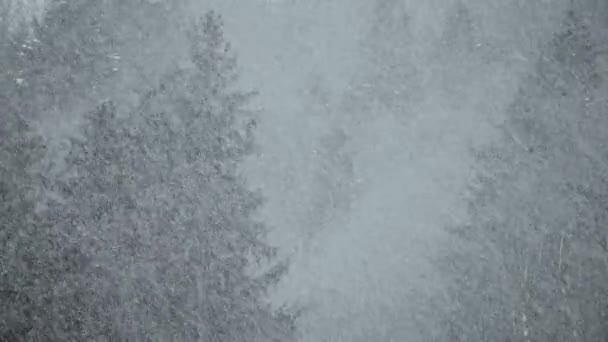 Χιόνι πέφτει πάνω σε ένα δάσος φόντο των δέντρων χιονοπτώσεις του χειμώνα — Αρχείο Βίντεο