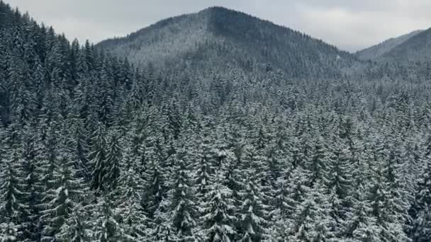 Survoler une forêt de conifères en hiver. 4K aérien — Video