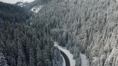 Hava manzaralı orman kışı. Karla kaplı orman ağaçlarının üzerinden uç.
