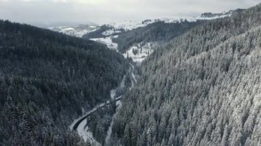 Hava manzaralı orman kışı. Karla kaplı orman ağaçlarının üzerinden uç.