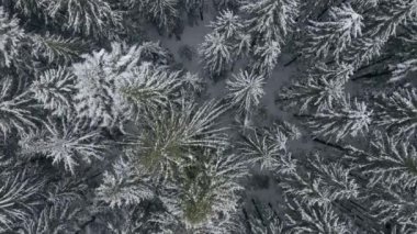 Kış ormanı çam ağaçları 4K video çeken insansız hava aracı.