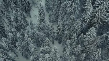 Kış ormanı çam ağaçları 4K video çeken insansız hava aracı.