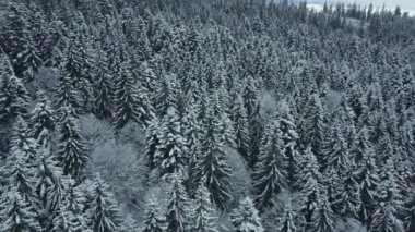 Kış ormanı çam ağaçları 4K video çeken insansız hava aracı.