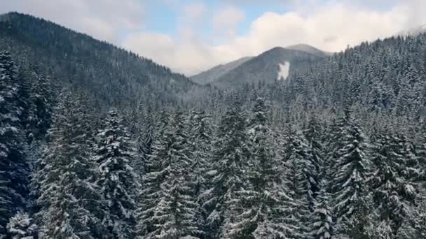 Зимовий ліс сніг соснові дерева ландшафтний дрон зйомки 4K відео . — стокове відео