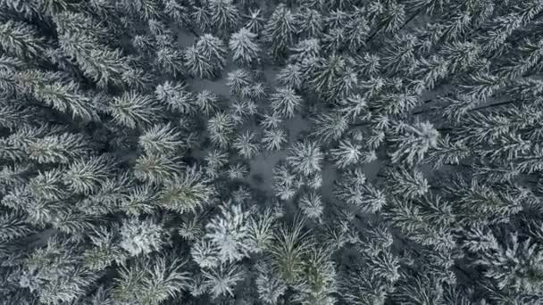 Vista aerea dall'alto verso il basso della neve che cade sulla pineta sempreverde durante le abbondanti nevicate nei boschi di montagna invernali nelle giornate fredde. Aerea — Video Stock