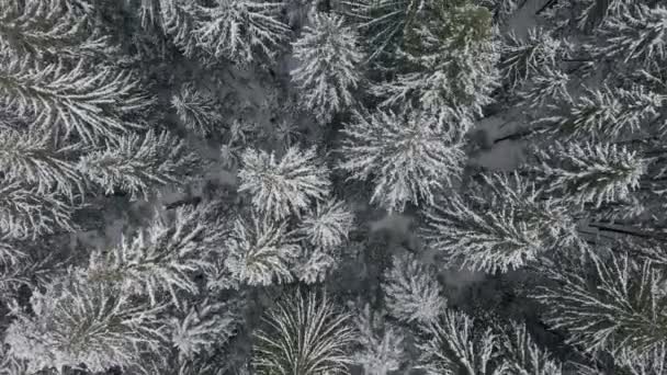 ドローンは美しい雪の冬の森を飛ぶ冬の混合林の空中トップダウンドローンビュー. — ストック動画