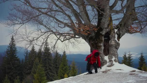 在冬天的森林雪地的背景下,游客们在一棵大树旁边休息.冬季山脉摄影的概念 — 图库视频影像