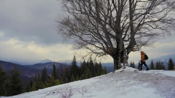 冬天，游客走过一棵孤零零的树 — 图库视频影像