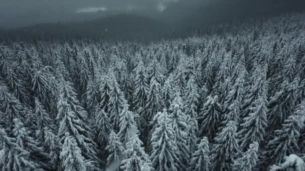 Luchtfoto van de winter gemengd bos. luchtfoto van vallende sneeuw op altijdgroen dennenbos tijdens zware sneeuwval in de winter bergbossen op koude rustige dag — Stockvideo