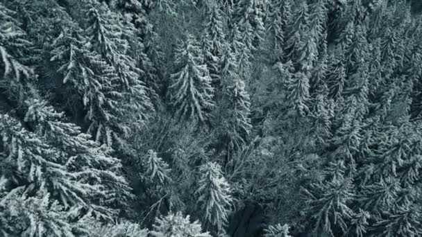 Vue aérienne du haut vers le bas du drone de la forêt mixte hivernale. — Video