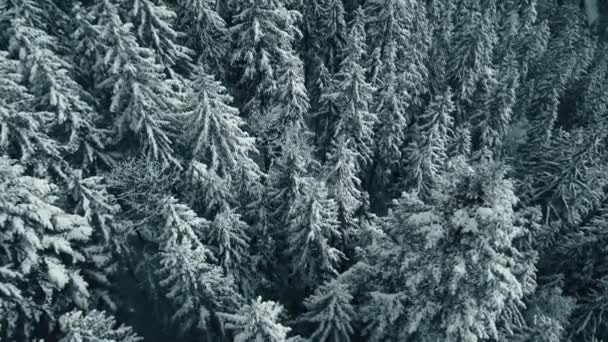 Χειμερινό δάσος χιόνι πεύκα τοπίο drone γυρίσματα βίντεο 4K. — Αρχείο Βίντεο