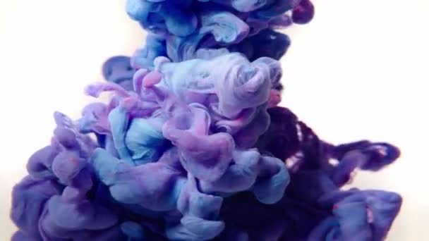 Abstrakt von blauer und lilafarbener Acrylfarbe in Wasser. weißer Hintergrund. Zeitlupe 4K — Stockvideo