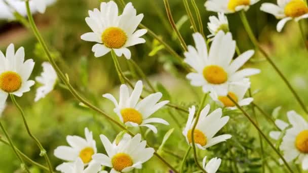 Daisy Wind Close Chamomile Plants Tranquil Natural Background — Stock Video