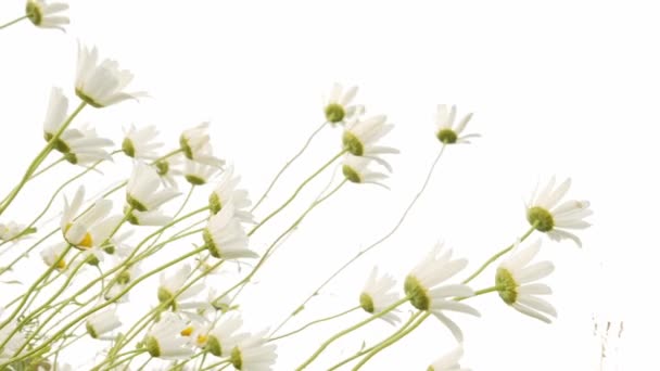 Kamillenblüte Isoliert Auf Weiß — Stockvideo