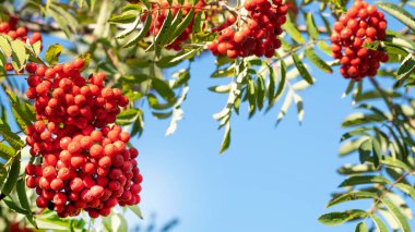 Yeşil yapraklı bir dalda dağ külleri. Metin için çerçeve
