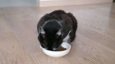 Ev kedisi kuru kedi maması yiyor. Kedi maması reklamı.