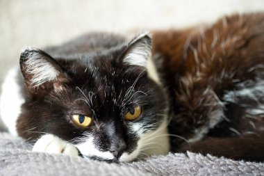 Kedi portresi. Ev kedisi kanepede yatıyor.