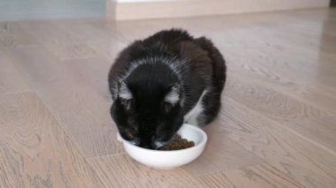 Güzel ev kedisi kuru yemek yiyor. Kedi maması reklamı.