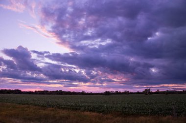 Bir tarım arazisinin yeşil ekin tarlasının üzerindeki muhteşem günbatımı gökyüzü