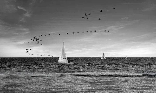 The birds and the sail - outdoor scene on the lake Ontario with cloudy sky, dark water, and a small sailboat competing with a flock of birds