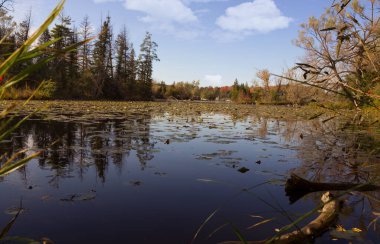 Beautiful autumn landscape view with Seneca lake surface covered with waterlilly pads and old pine trees on the bank under clear blue sky. King city, Ontario, Canada