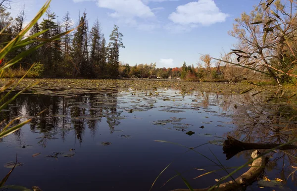 Beautiful autumn landscape view with Seneca lake surface covered with waterlilly pads and old pine trees on the bank under clear blue sky. King city, Ontario, Canada