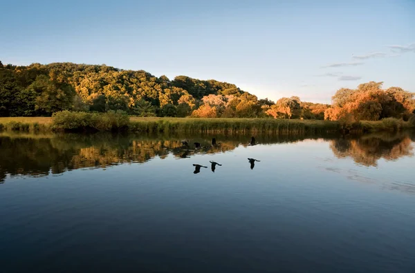 青い空と池の向こうに黄色の緑の森の木々を反映した池の表面の真上にアヒルが横たわっている美しい秋の夕日の風景 — ストック写真