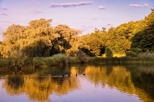 Schöne Landschaft bei Sonnenuntergang im Herbst mit Enten, die in einem Teich schwimmen und den blauen Himmel reflektieren, weiße Wolken und gelb-grüne Waldbäume über dem Teich Stockbild