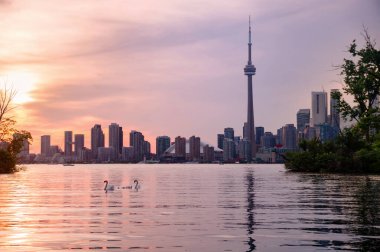 Summer sunset view from Toronto Islands across the Inner Harbour of the Lake Ontario on Downtown Toronto skyline with swans in the foreground