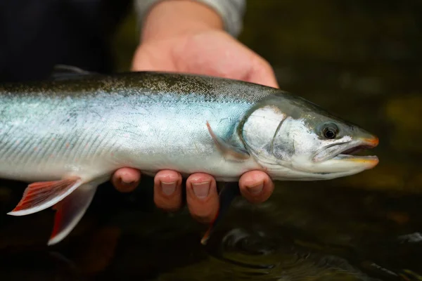 Pescador libera el carbón de nuevo en el agua dulce — Foto de Stock