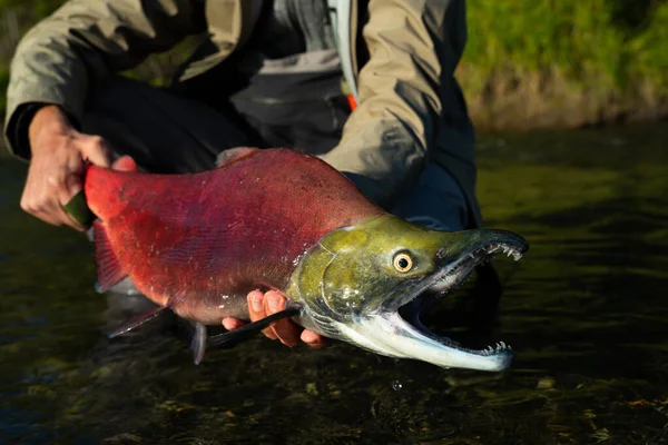 Pescador libera peces rojos de nuevo en el agua dulce — Foto de Stock