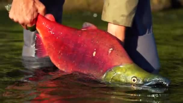 Pescador libera peixe vermelho de volta para a água doce — Vídeo de Stock