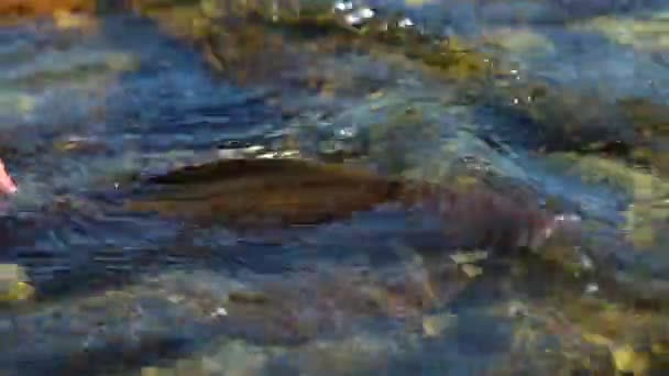 Pescador libera el grises de nuevo en el agua dulce — Vídeo de stock
