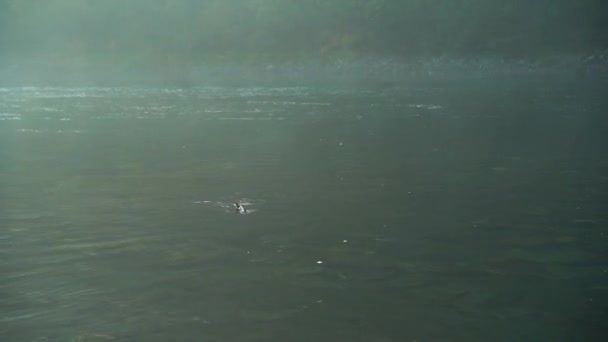 Το σολομό κολυμπά στην επιφάνεια του νερού — Αρχείο Βίντεο